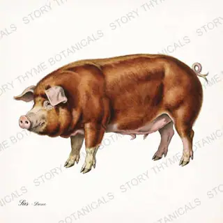 Duroc — vintage botanical The Hog & The Homestead print on a white background