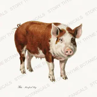 Hereford Hog — vintage botanical The Hog & The Homestead print on a white background