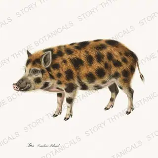 Ossabaw Island Hog — vintage botanical The Hog & The Homestead print on a white background