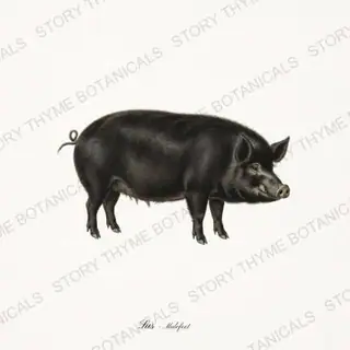 Mulefoot Hog — vintage botanical The Hog & The Homestead print on a white background