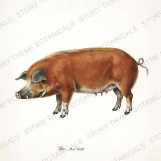 Red Wattle — vintage botanical The Hog & The Homestead print on a white background