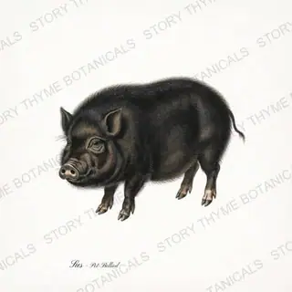 Pot Bellied Pig — vintage botanical The Hog & The Homestead print on a white background