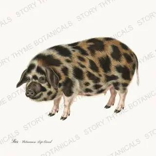 Vietnamese Lop Eared Pig — vintage botanical The Hog & The Homestead print on a white background