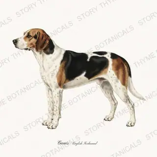 English Foxhound — vintage botanical Hound & Terrier print on a white background