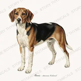 American Foxhound — vintage botanical Hound & Terrier print on a white background