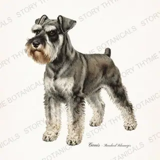 Schnauzer — vintage botanical Hound & Terrier print on a white background