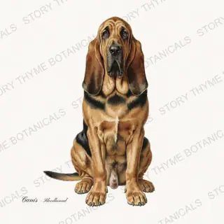Bloodhound — vintage botanical Hound & Terrier print on a white background