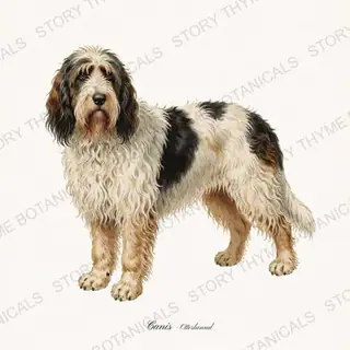 Otterhound — vintage botanical Hound & Terrier print on a white background