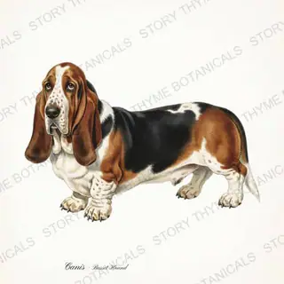 Basset Hound — vintage botanical Hound & Terrier print on a white background
