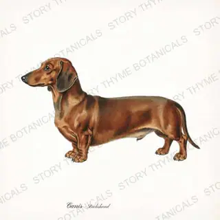 Dachshund — vintage botanical Hound & Terrier print on a white background