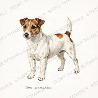 Jack Russell Terrier — vintage botanical Hound & Terrier print on a white background