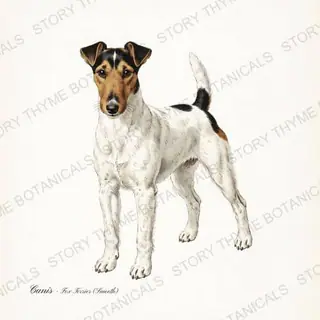Fox Terrier Smooth — vintage botanical Hound & Terrier print on a white background