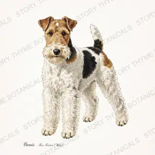 Fox Terrier Wire — vintage botanical Hound & Terrier print on a white background