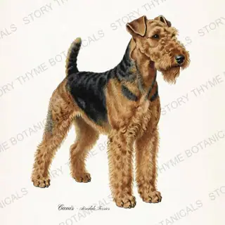 Airedale Terrier — vintage botanical Hound & Terrier print on a white background