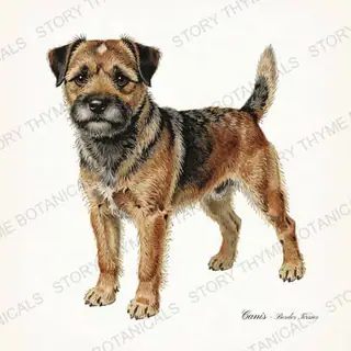 Border Terrier — vintage botanical Hound & Terrier print on a white background