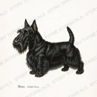 Scottish Terrier — vintage botanical Hound & Terrier print on a white background