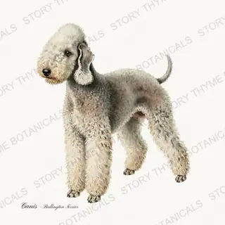 Bedlington Terrier — vintage botanical Hound & Terrier print on a white background