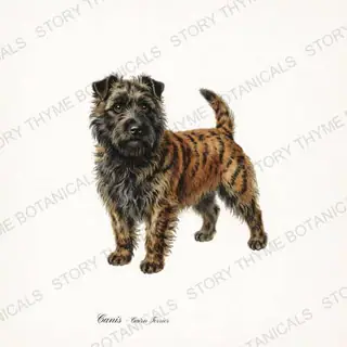 Cairn Terrier — vintage botanical Hound & Terrier print on a white background