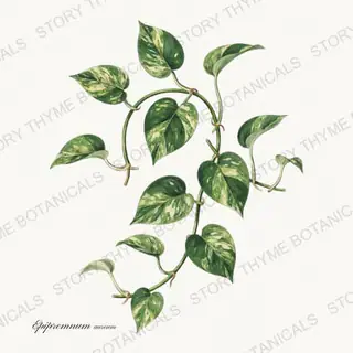 Golden Pothos — vintage botanical Houseplants Vol. 1 print on a white background