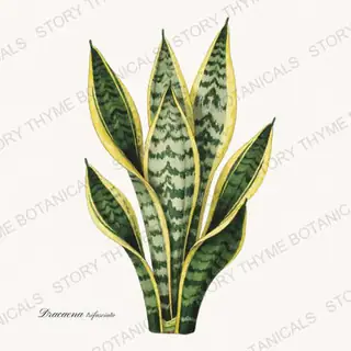 Snake Plant — vintage botanical Houseplants Vol. 1 print on a white background