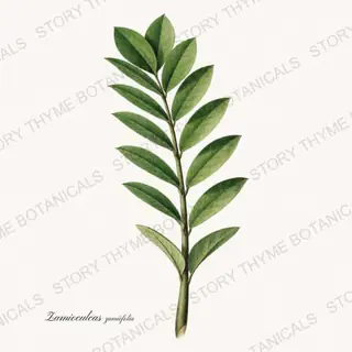 Zz Plant — vintage botanical Houseplants Vol. 1 print on a white background