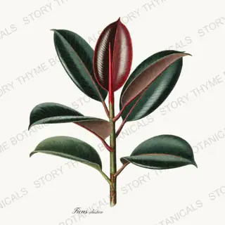 Rubber Plant — vintage botanical Houseplants Vol. 1 print on a white background