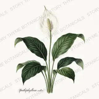 Peace Lily — vintage botanical Houseplants Vol. 1 print on a white background
