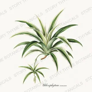 Spider Plant — vintage botanical Houseplants Vol. 1 print on a white background