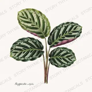 Calathea — vintage botanical Houseplants Vol. 1 print on a white background