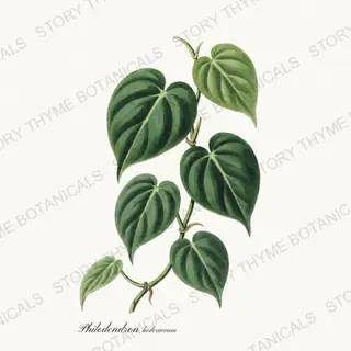Philodendron — vintage botanical Houseplants Vol. 1 print on a white background