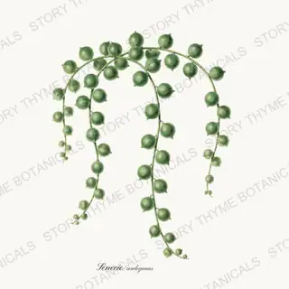 String of Pearls — vintage botanical Houseplants Vol. 1 print on a white background