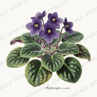African Violet — vintage botanical Houseplants Vol. 1 print on a white background