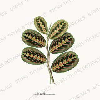 Prayer Plant — vintage botanical Houseplants Vol. 1 print on a white background