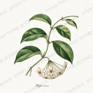 Hoya — vintage botanical Houseplants Vol. 1 print on a white background