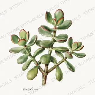 Jade Plant — vintage botanical Houseplants Vol. 1 print on a white background