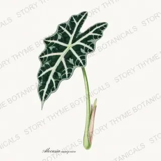Alocasia — vintage botanical Houseplants Vol. 1 print on a white background