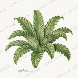 Birds Nest Fern — vintage botanical Houseplants Vol. 1 print on a white background