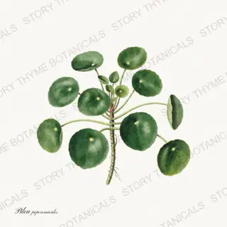Pilea — vintage botanical Houseplants Vol. 2 print on a white background