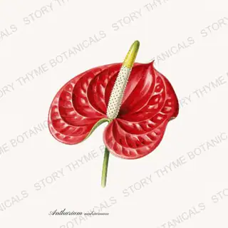 Anthurium — vintage botanical Houseplants Vol. 2 print on a white background