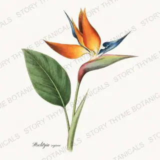 Bird of Paradise — vintage botanical Houseplants Vol. 2 print on a white background