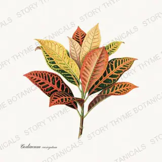 Croton — vintage botanical Houseplants Vol. 2 print on a white background
