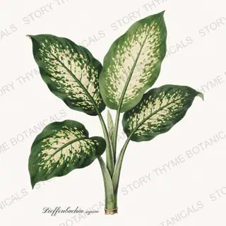 Dieffenbachia — vintage botanical Houseplants Vol. 2 print on a white background