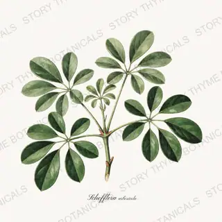 Schefflera — vintage botanical Houseplants Vol. 2 print on a white background