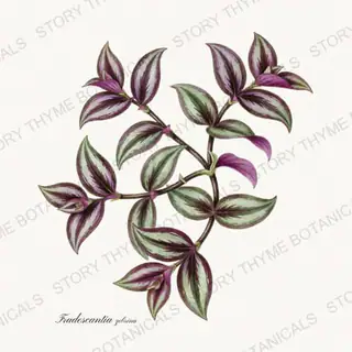 Tradescantia — vintage botanical Houseplants Vol. 2 print on a white background