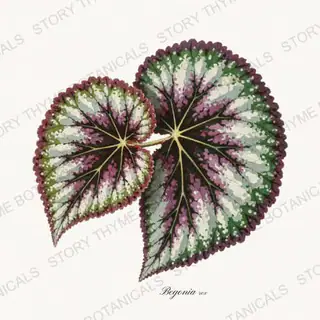Begonia Rex — vintage botanical Houseplants Vol. 2 print on a white background