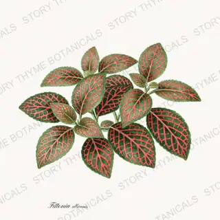 Fittonia — vintage botanical Houseplants Vol. 2 print on a white background