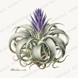 Air Plant — vintage botanical Houseplants Vol. 2 print on a white background