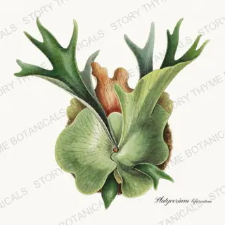 Staghorn Fern — vintage botanical Houseplants Vol. 2 print on a white background