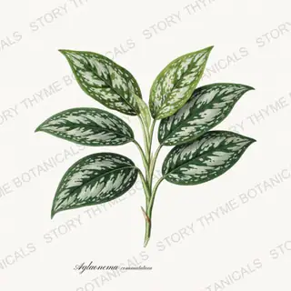 Chinese Evergreen — vintage botanical Houseplants Vol. 2 print on a white background