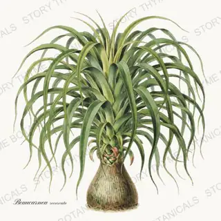 Ponytail Palm — vintage botanical Houseplants Vol. 2 print on a white background